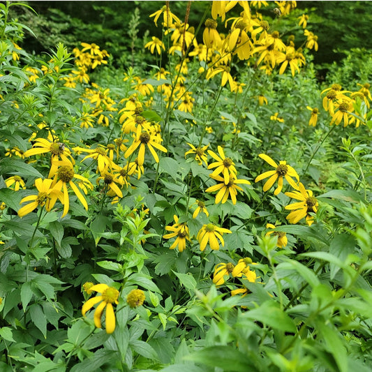 Sochan (Rudbeckia laciniata)