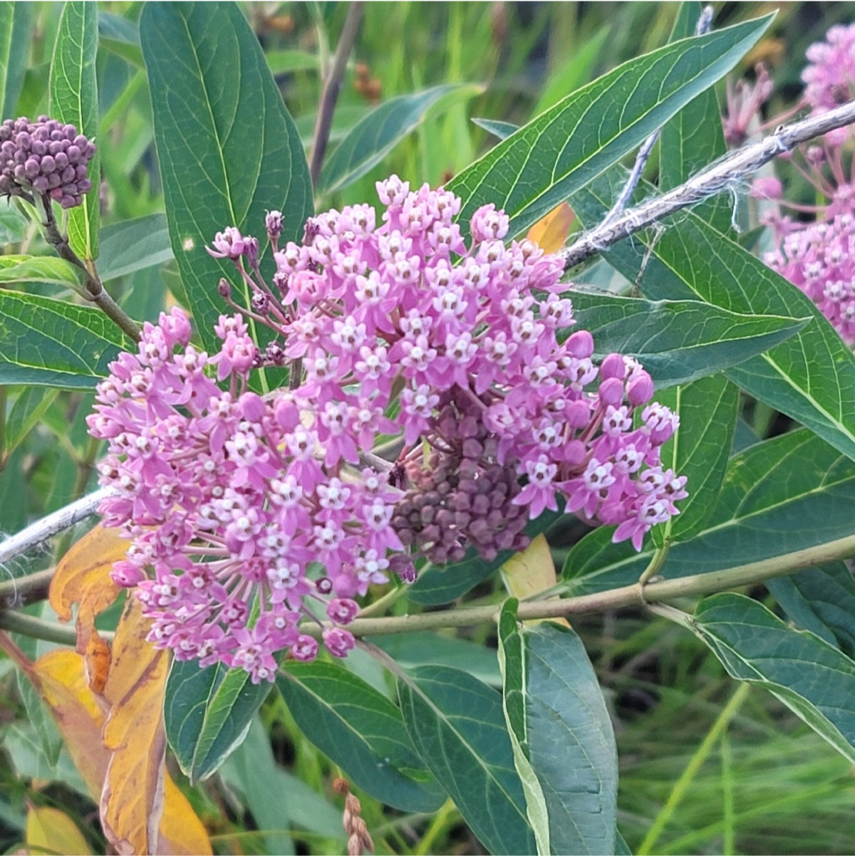 Swamp milkweed (Asclepias incarnata)