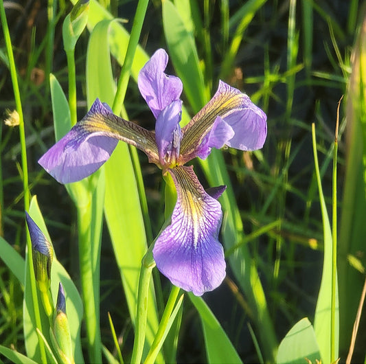 Blueflag Iris - (Iris versicolor)