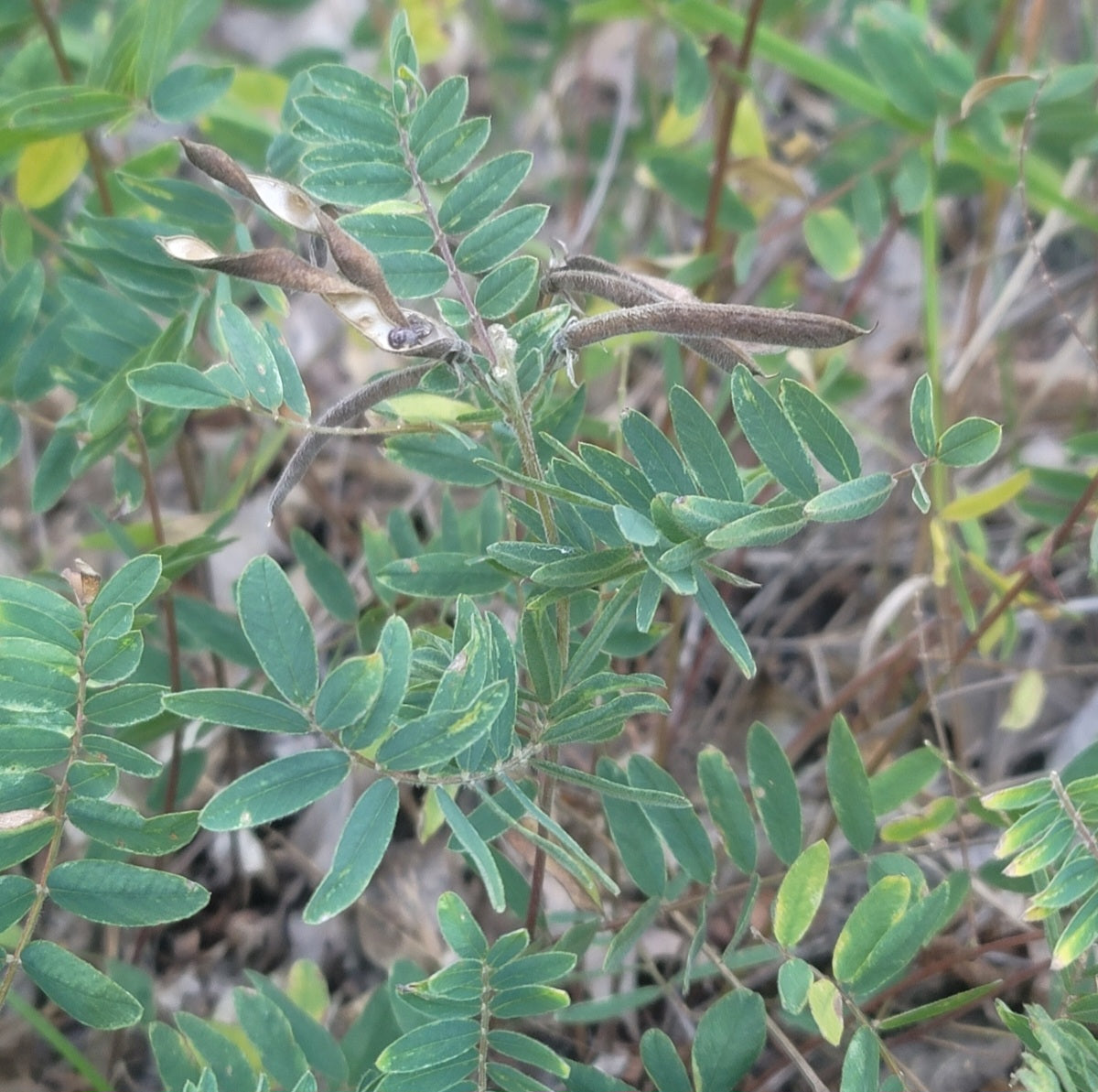 Goats rue (Tephrosia virginiana)