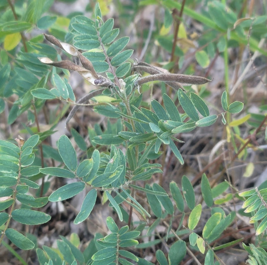 Goats rue (Tephrosia virginiana)