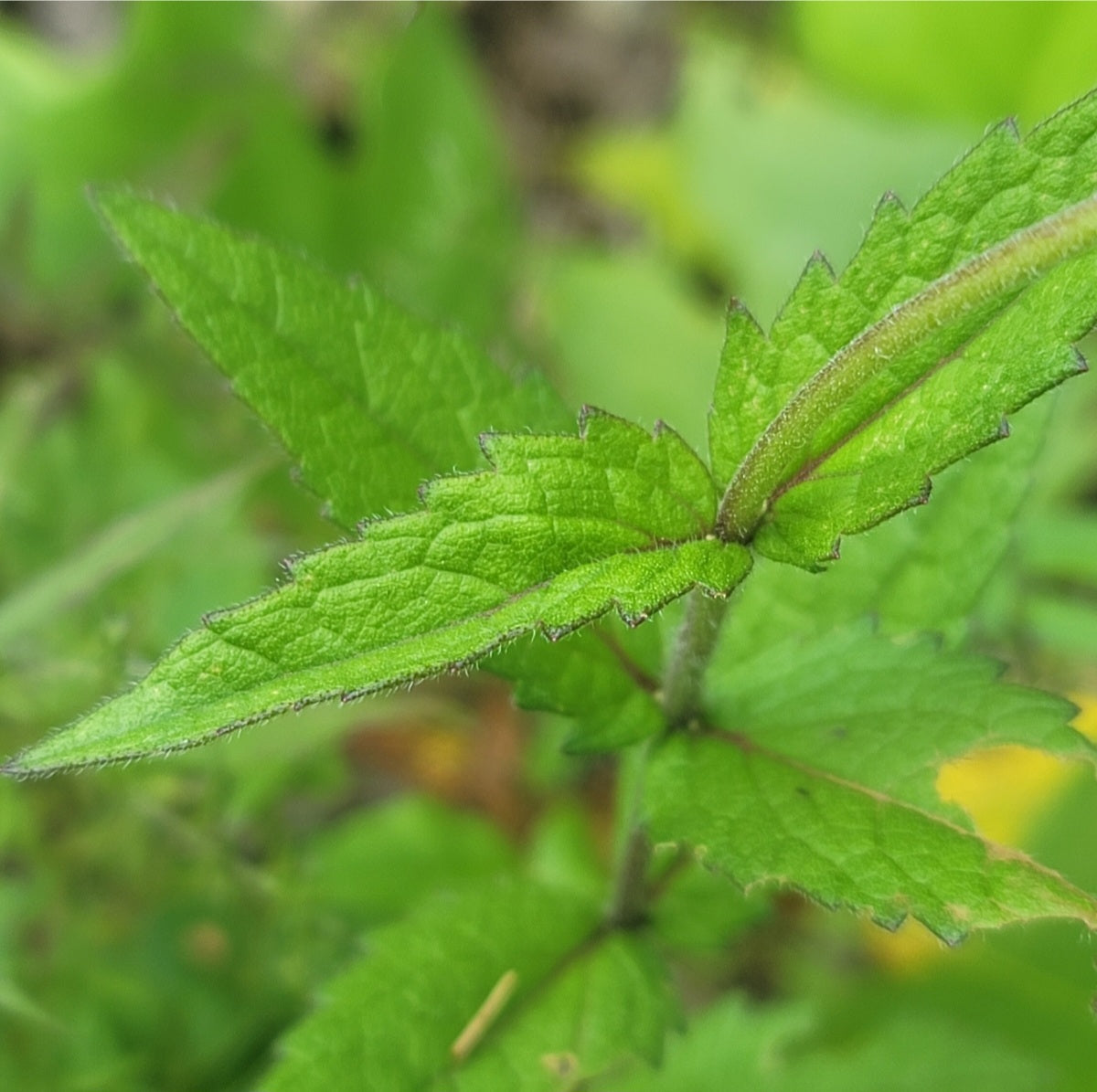 Ragged Thoroughwort (Eupatorium pilosum)