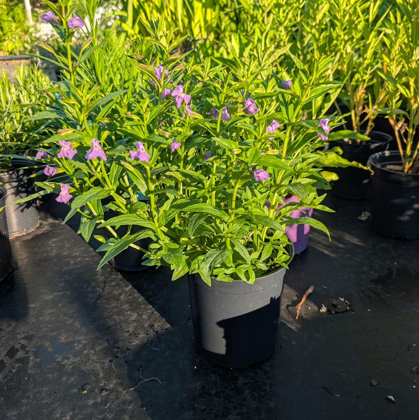 Allegheny Monkeyflower PA Ecotype (Mimulus ringens)