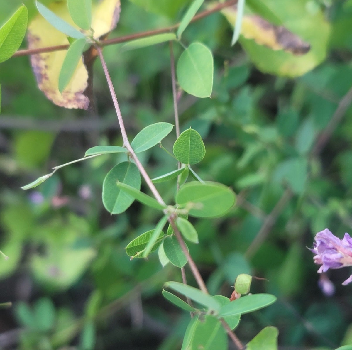 Creeping Bushclover (Lespedeza repans)
