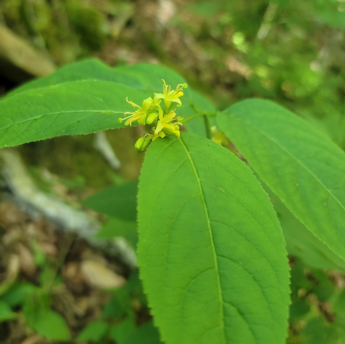 Northern Bush Honeysuckle (Diervilla lonicera)