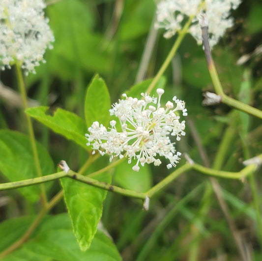 New Jersey Tea (Ceanothus americana)