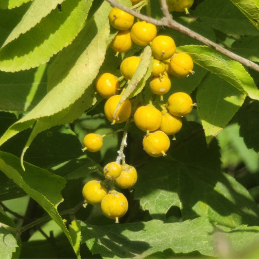American Bittersweet (Celastrus scandens)