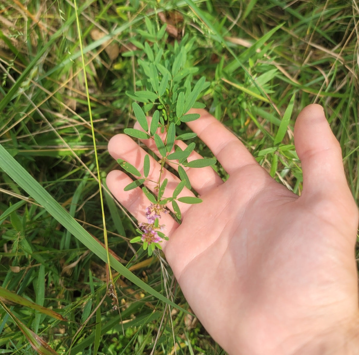 Virginia bushclover (Lespedeza virginica)