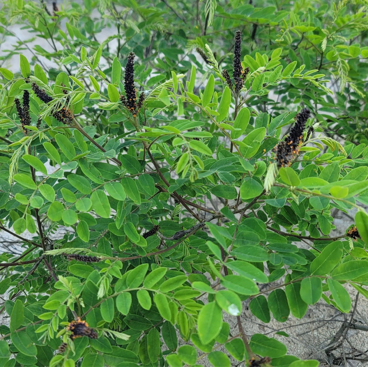 False indigo bush (Amorpha fruiticosa)