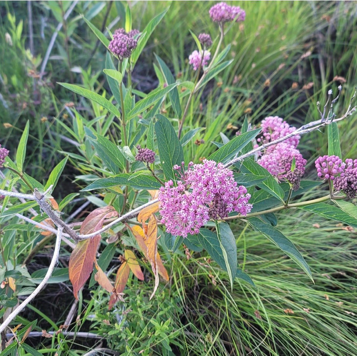Swamp milkweed (Asclepias incarnata)