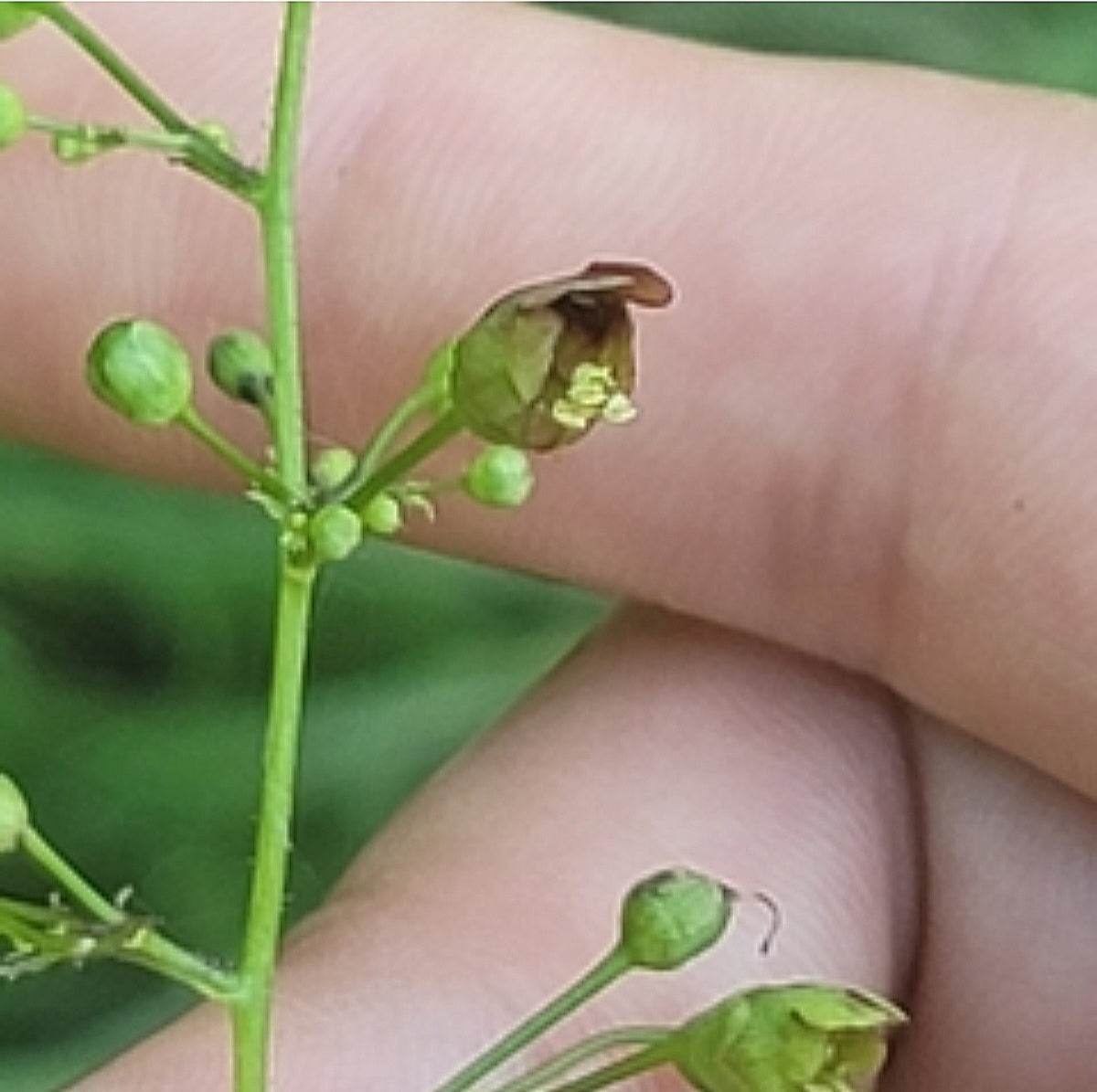 Late Figwort (Scrophularia marilandica)