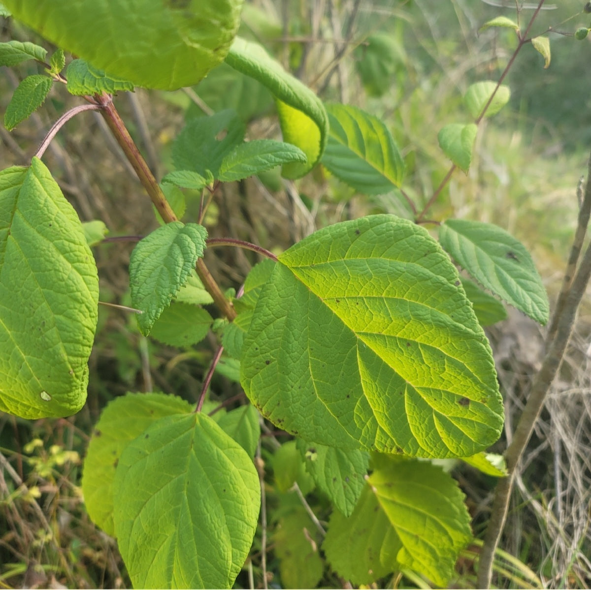 Late Figwort (Scrophularia marilandica)