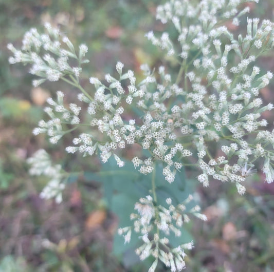 Godfrey's Thoroughwort (Eupatorium godfreyanum)