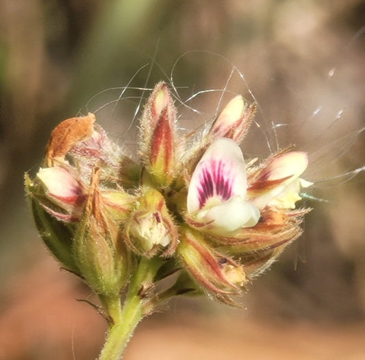 Hairy Bushclover (Lespedeza hirta)