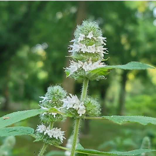 Hairy Wood Mint (Blephilia hirsuta)