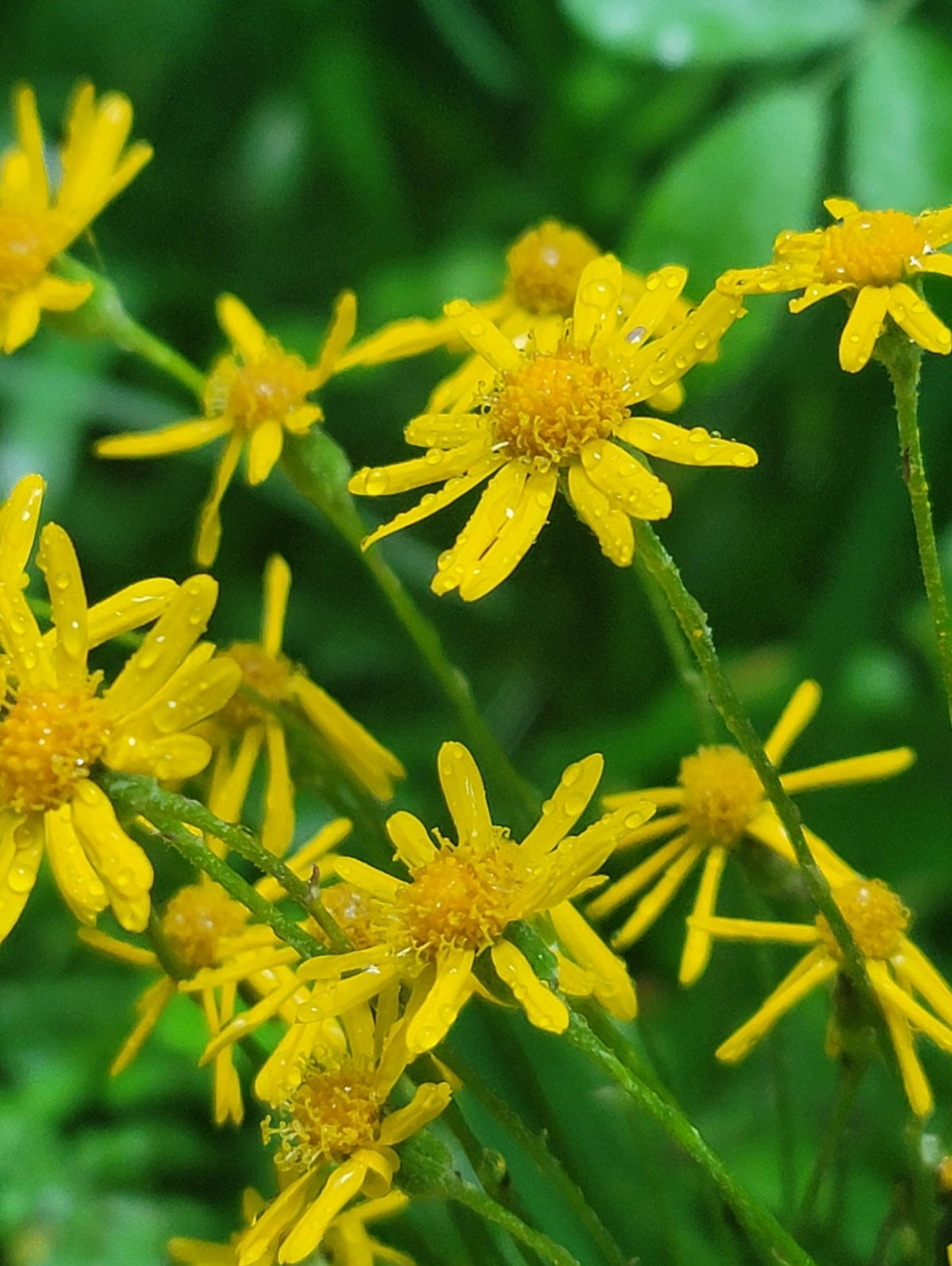 Golden ragwort - (Packera aurea)