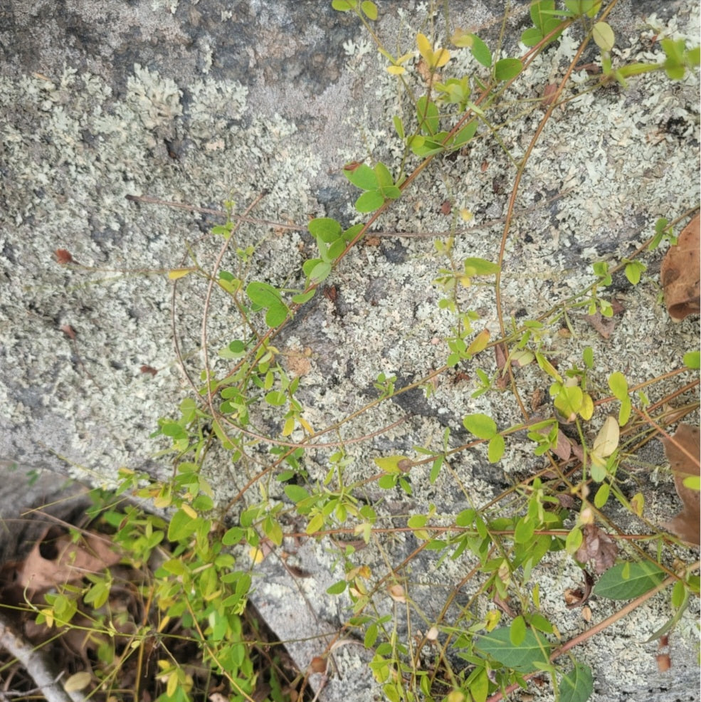 Creeping Bushclover (Lespedeza repans)