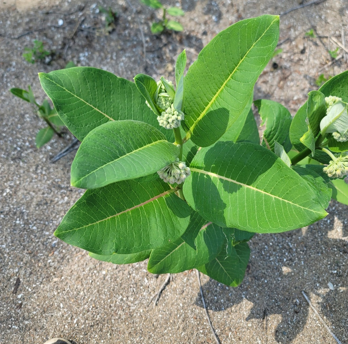 Common milkweed (Asclepias syriaca)