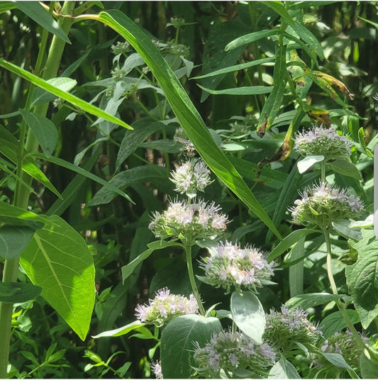 Hoary Mountain Mint (Pycnanthemum incanum)