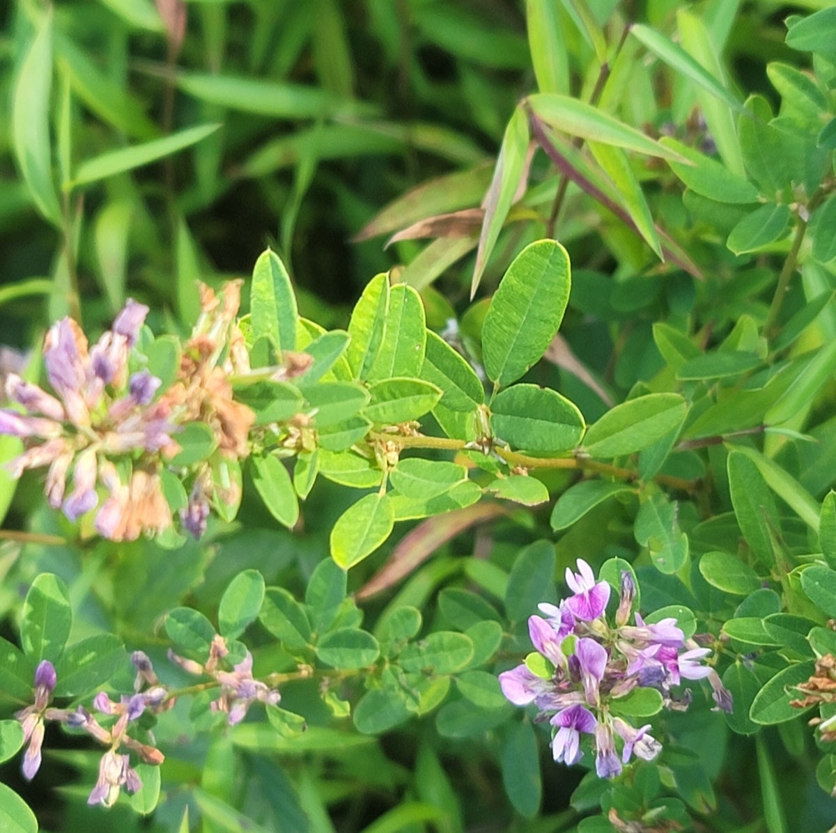 Violet Bushclover (Lespedeza violaceae)