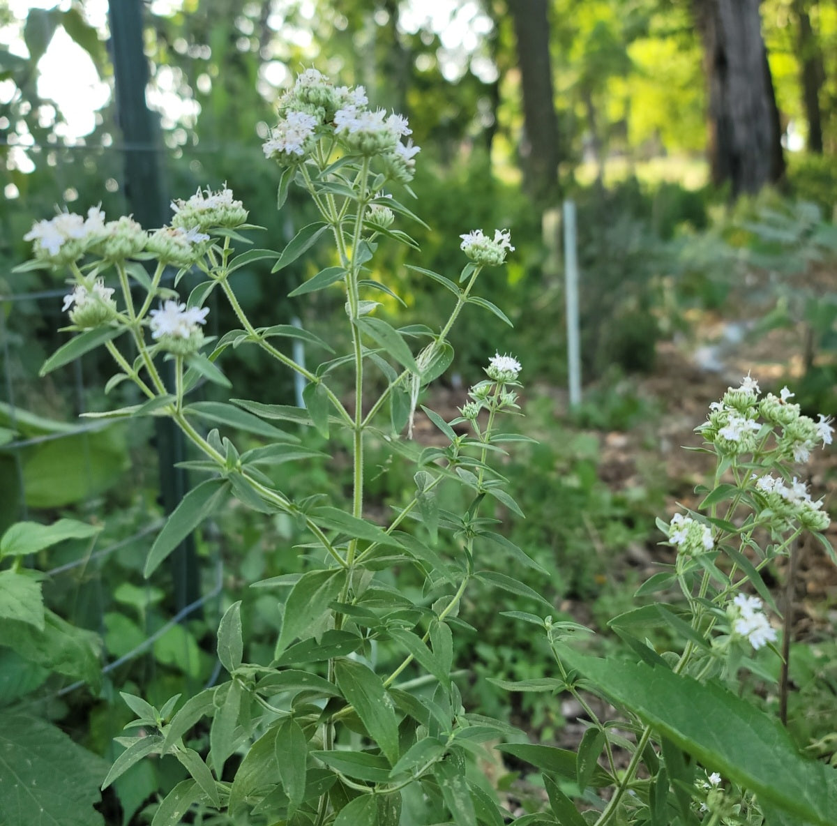 Virginia Mountain Mint (Pycnanthemum virginianum)