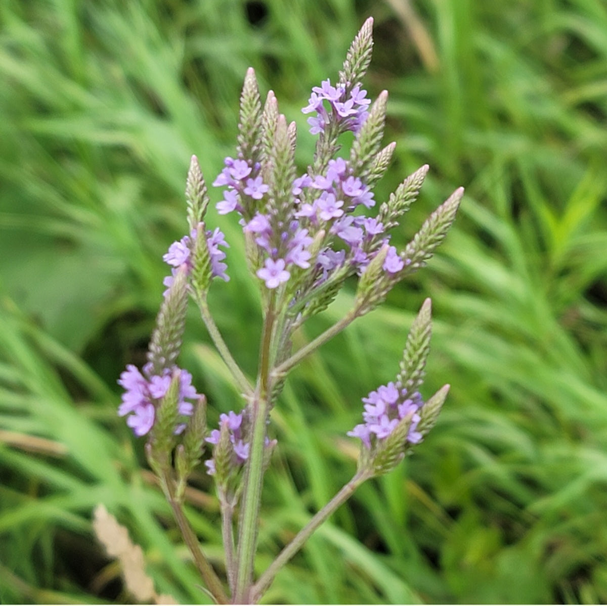 Blue Vervain (Verbena hastata)